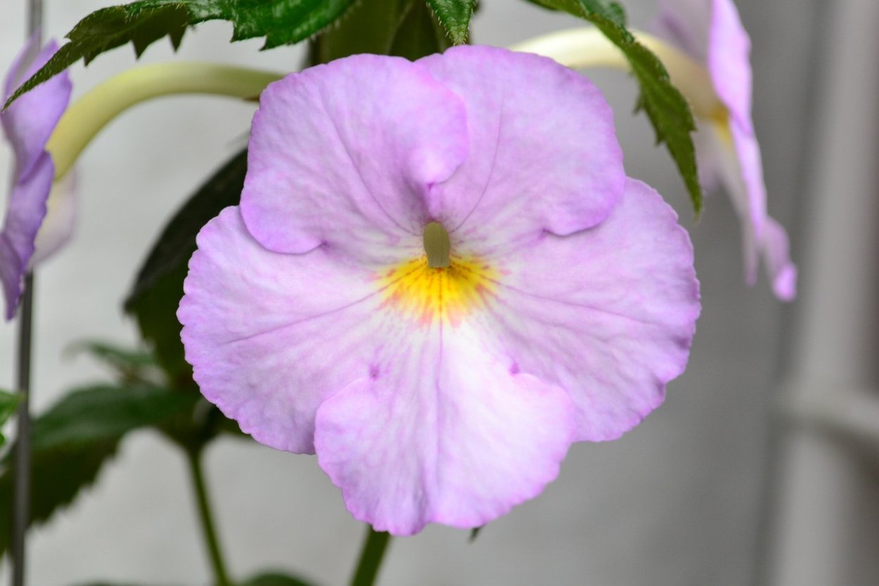 Ахименес ред циклон