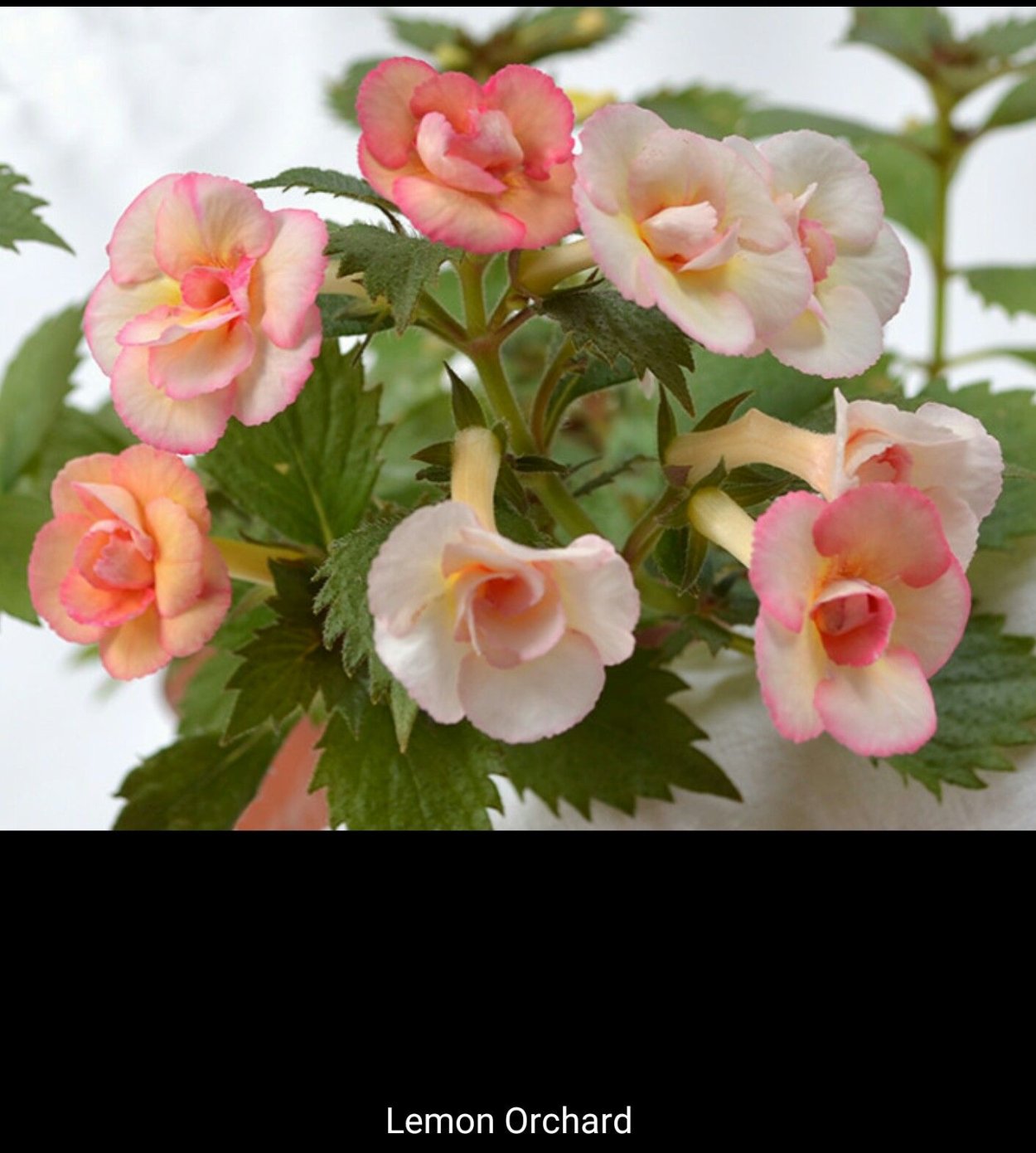 Ахименес в горшке