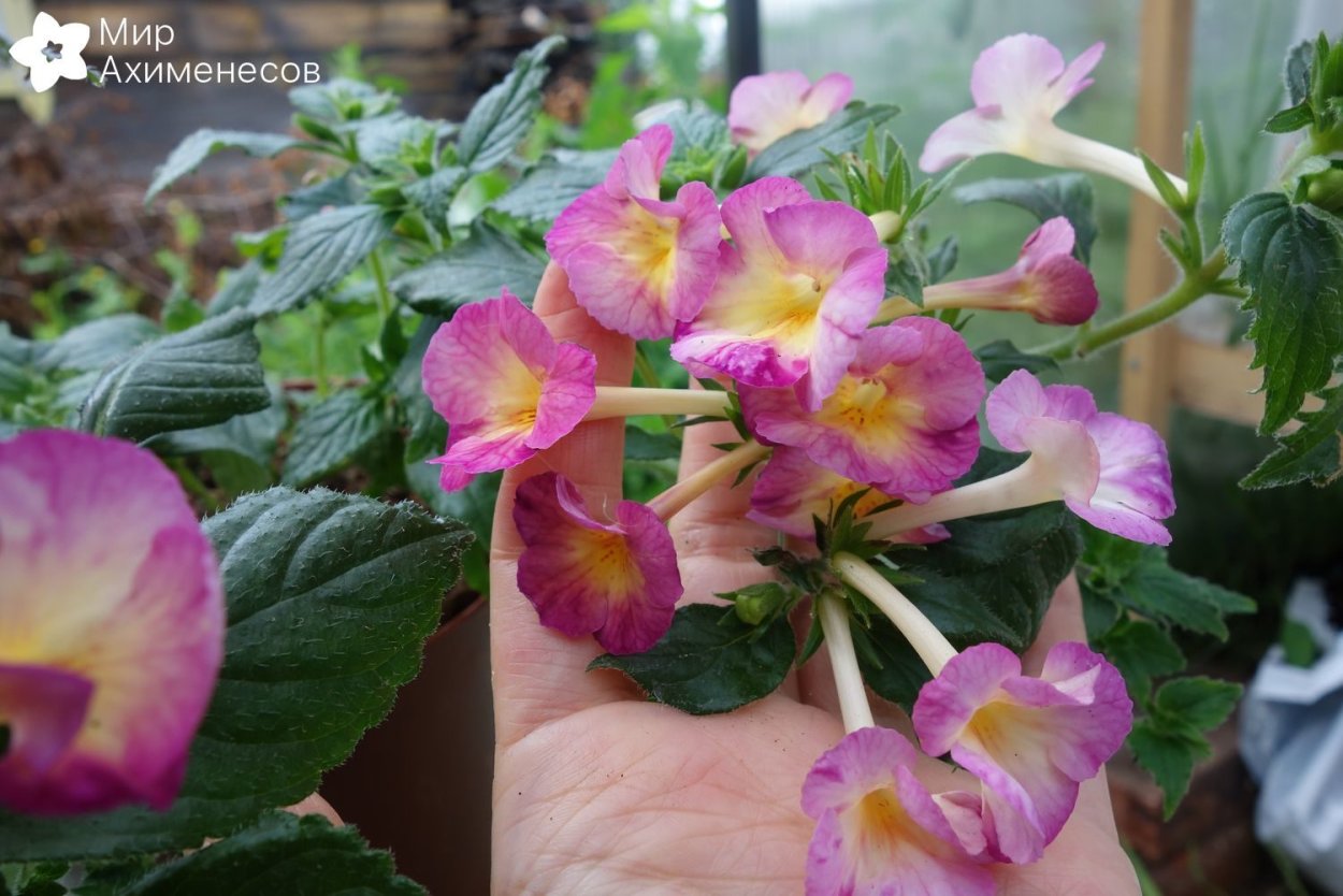 Ахименес Brid's Grace