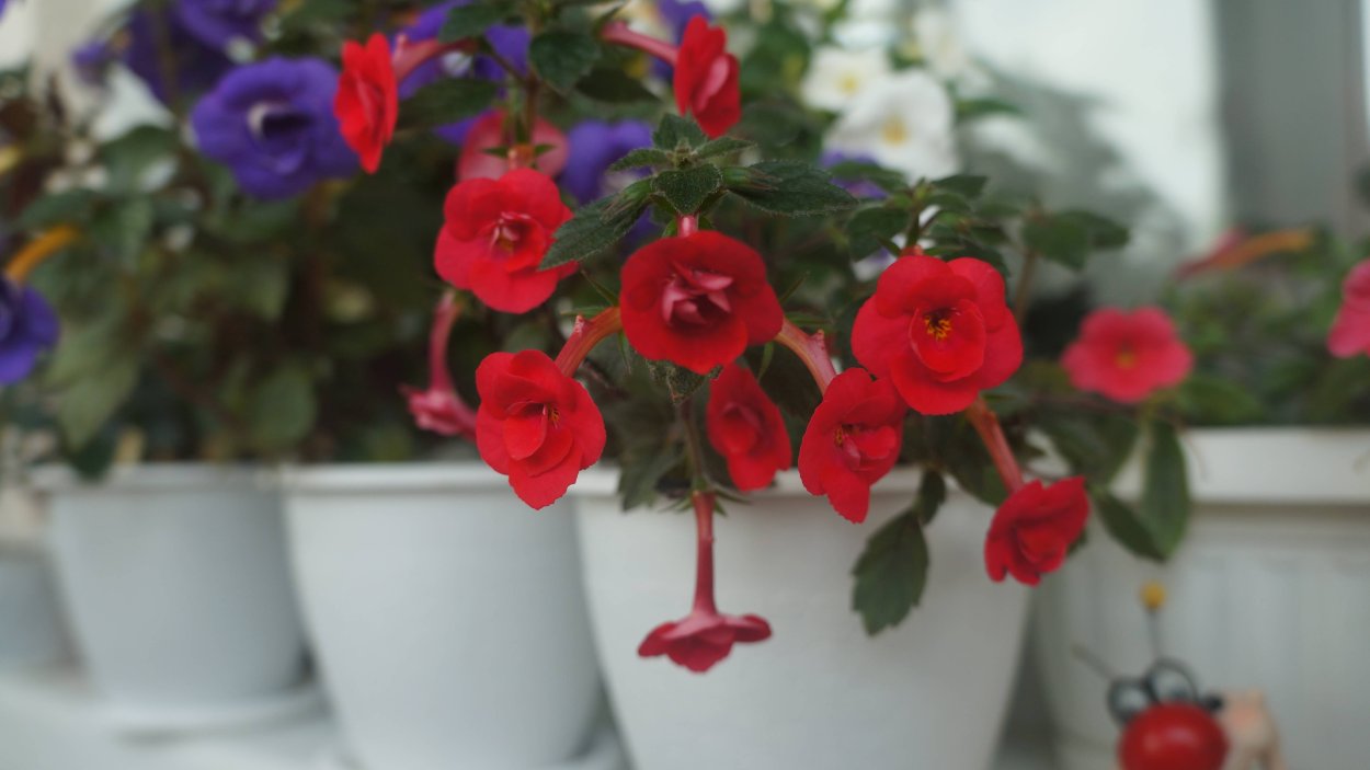 Ахименес Yellow English Rose