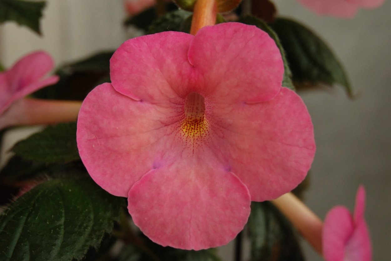 Ахименес сорт Apple Blossom