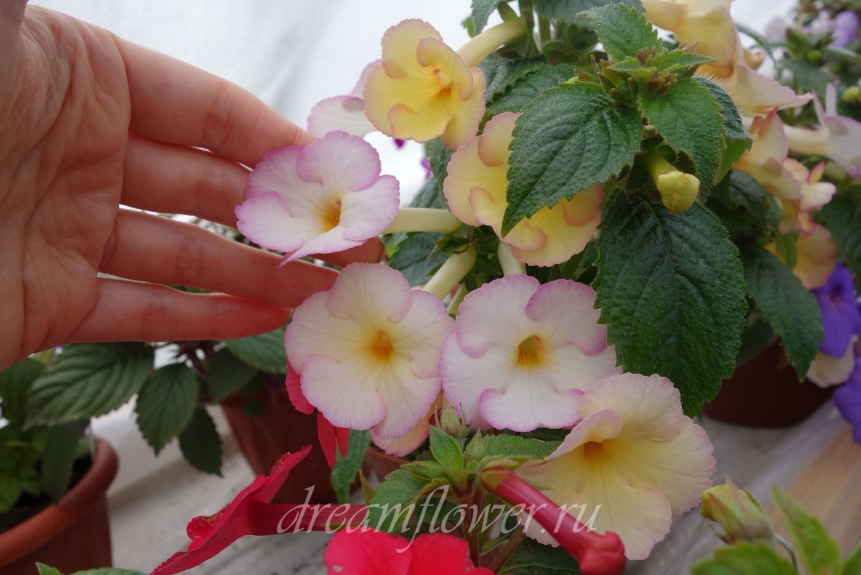 Ахименес Тропик микс