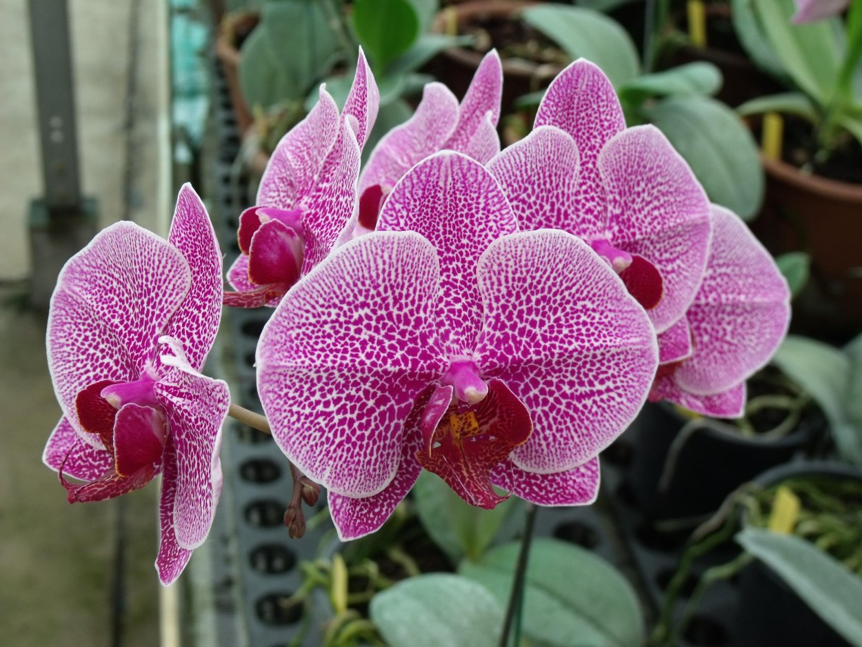 Фаленопсис Phal
