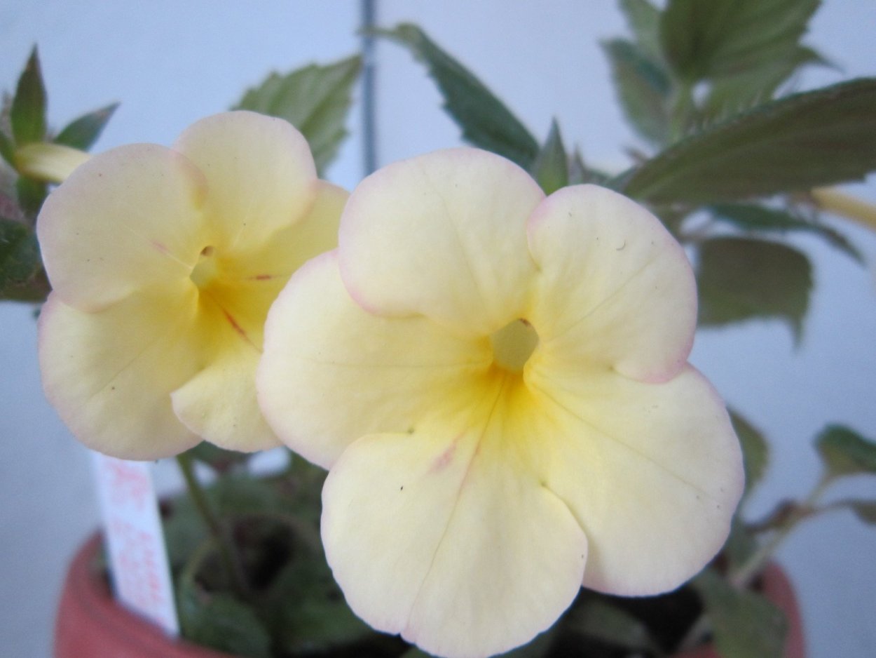 Ахименес Пич блоссом фото