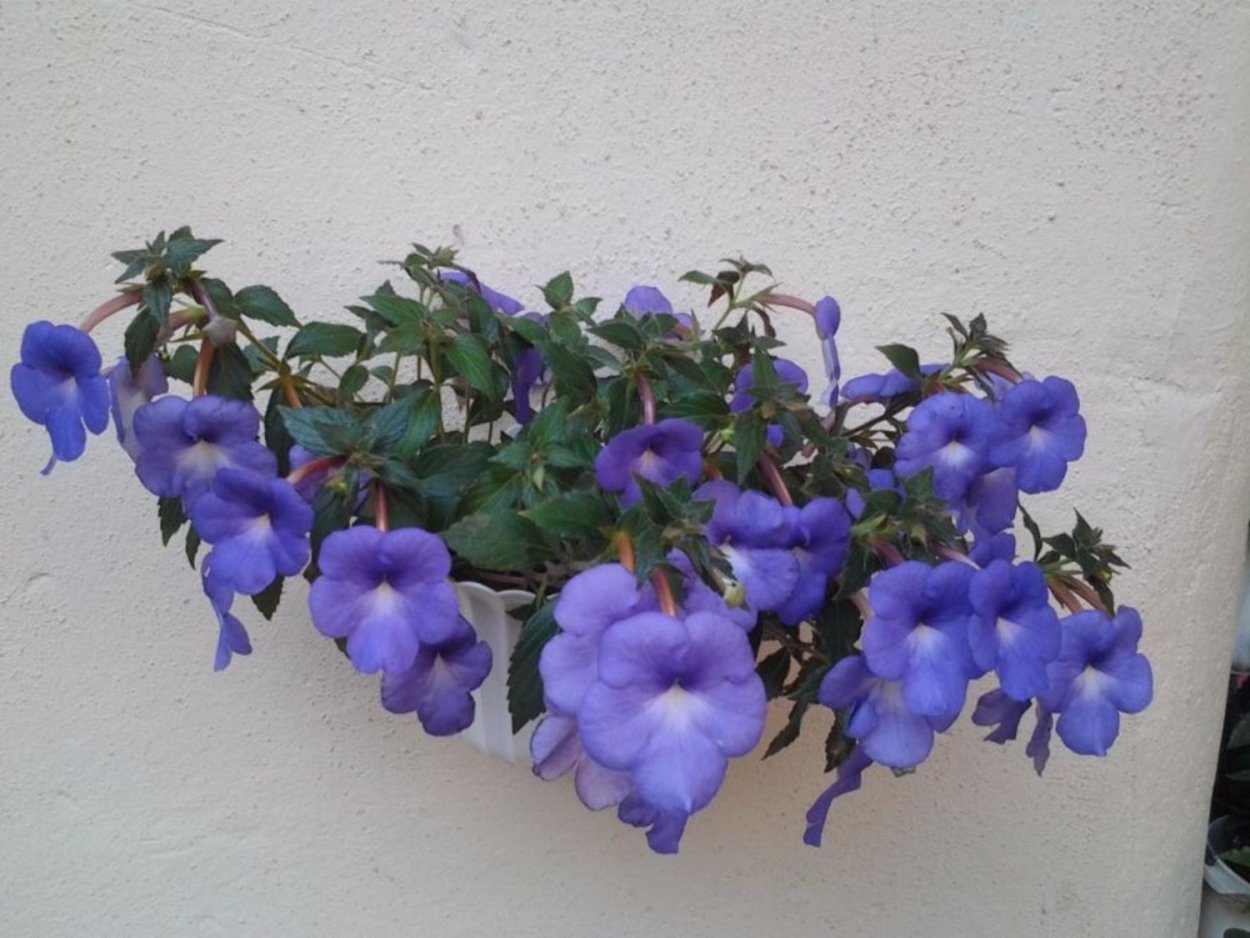 Ахименес Jennifer Goode