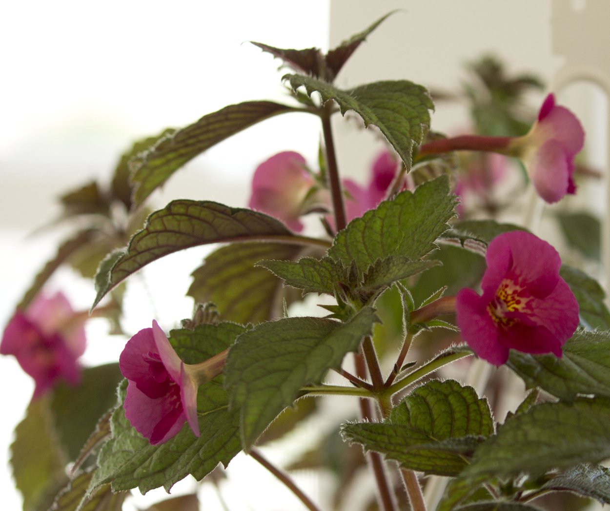 Ахименесы Налож. Платежом