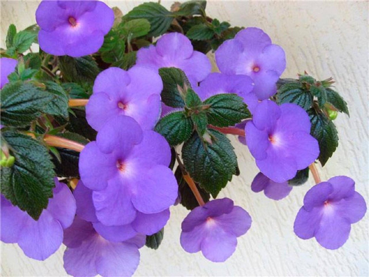 Хот спот сорт ахименеса