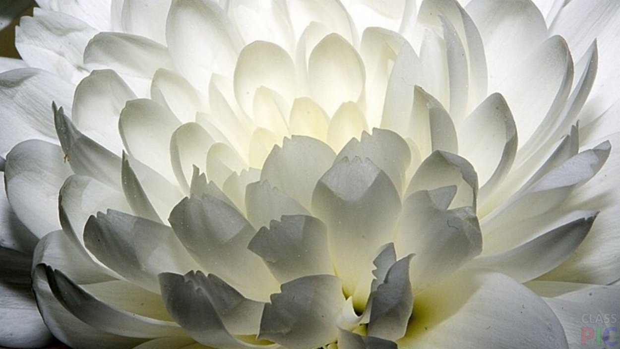 Большой белый цветок