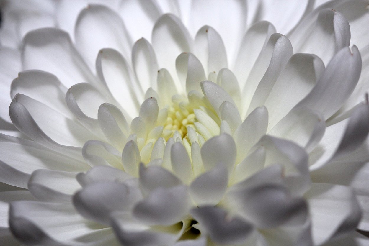 Белые цветы