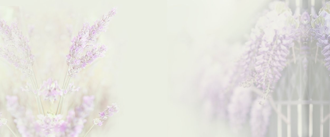 Хризантема белая помпонная