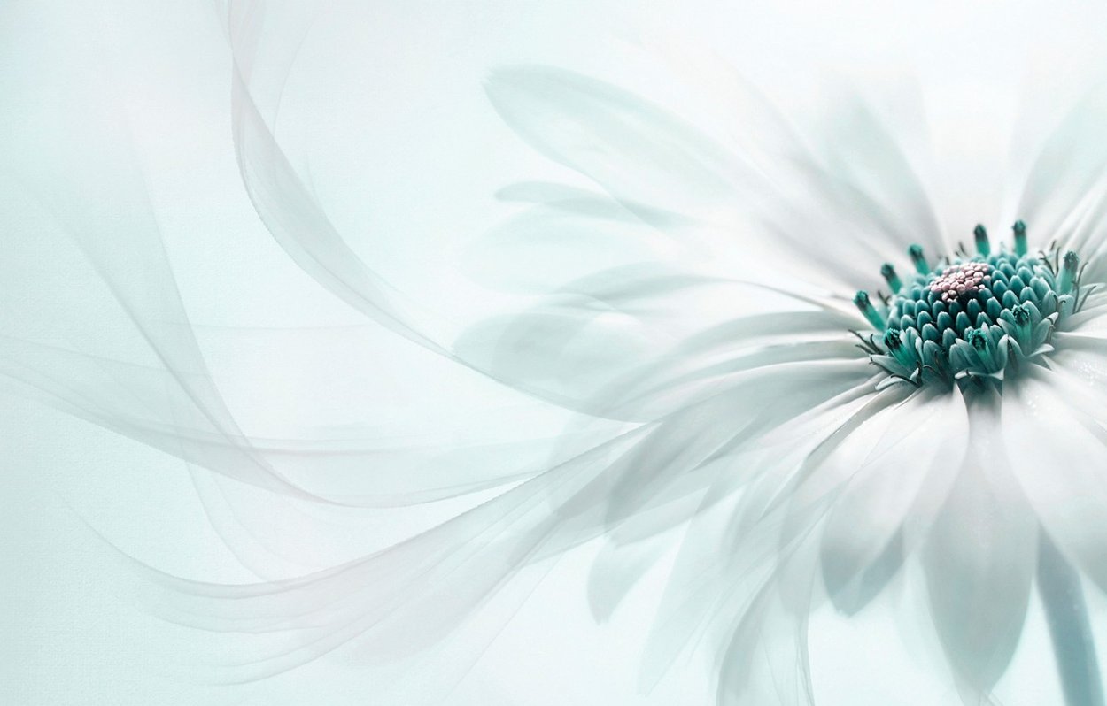 101 Ромашковая Хризантема