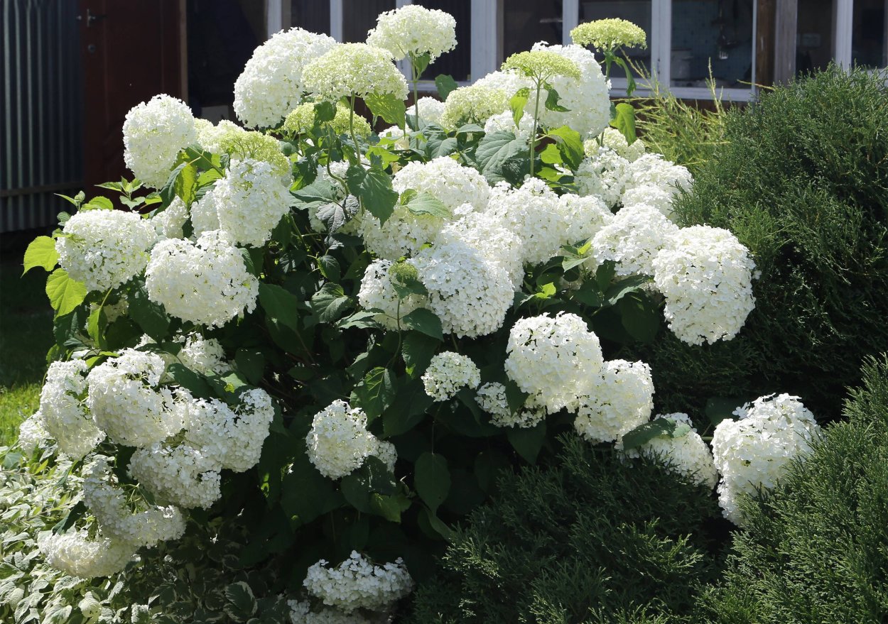 Гортензия древовидная Вайт Болл