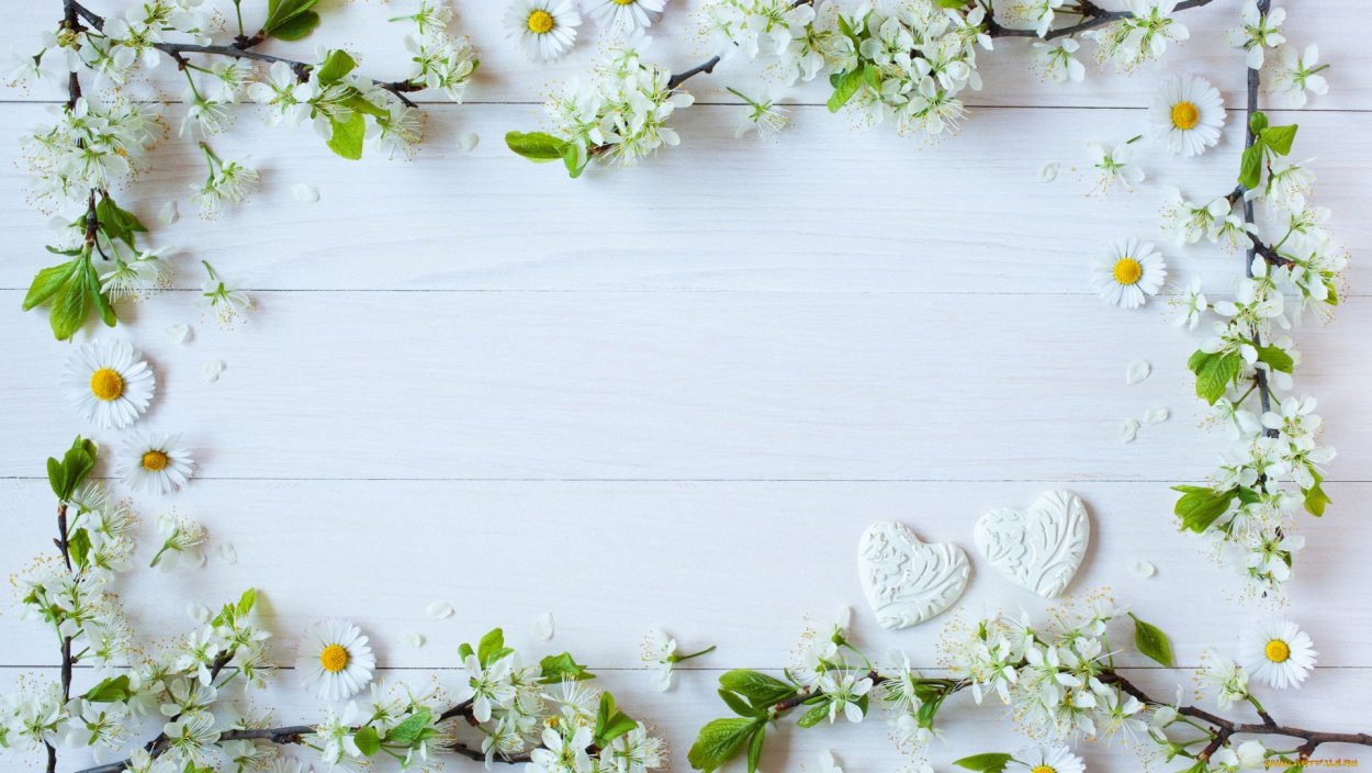 Белые розы на белом фоне