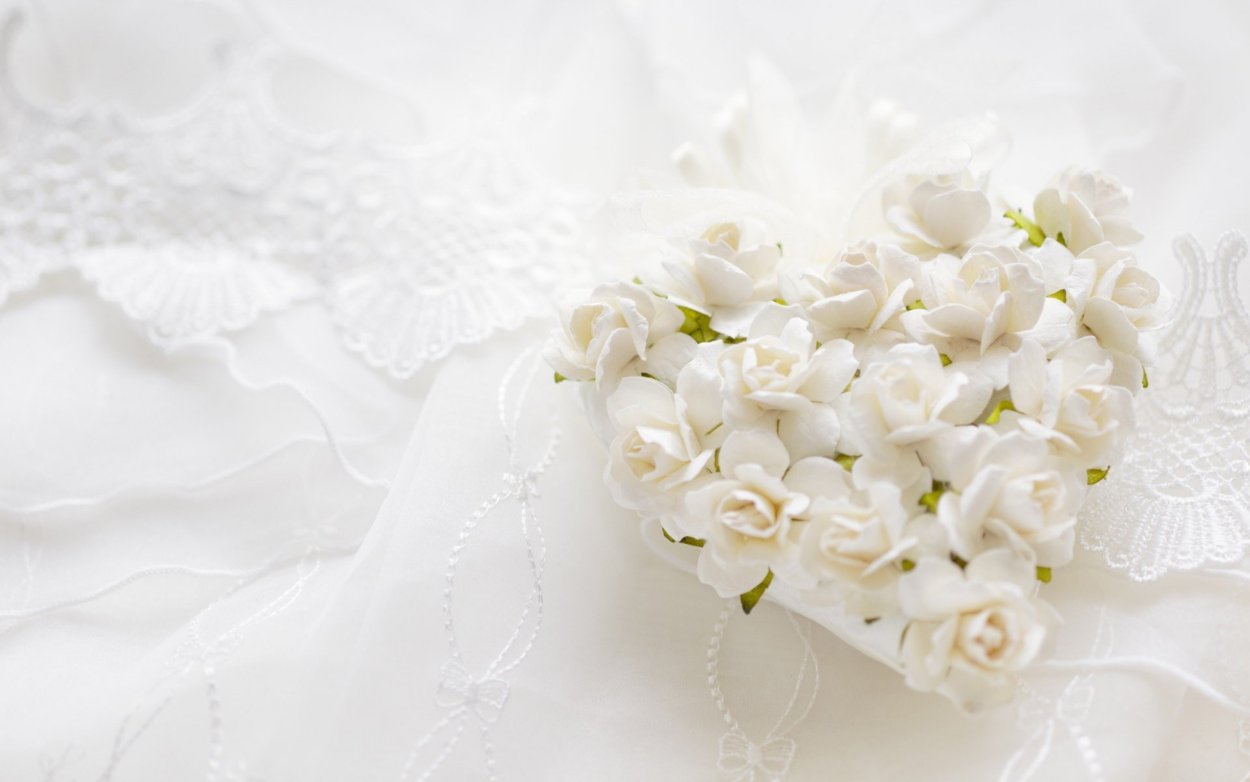 Красивые розы на белом фоне