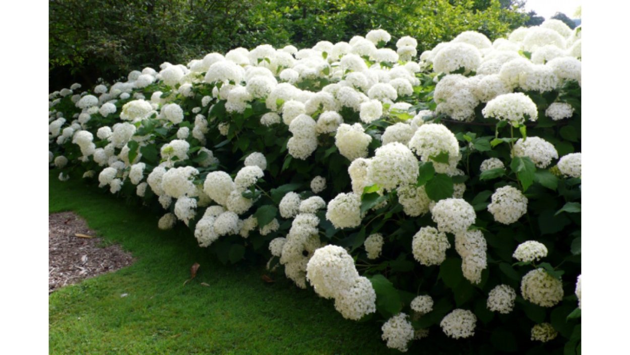 Гортензия белая куст