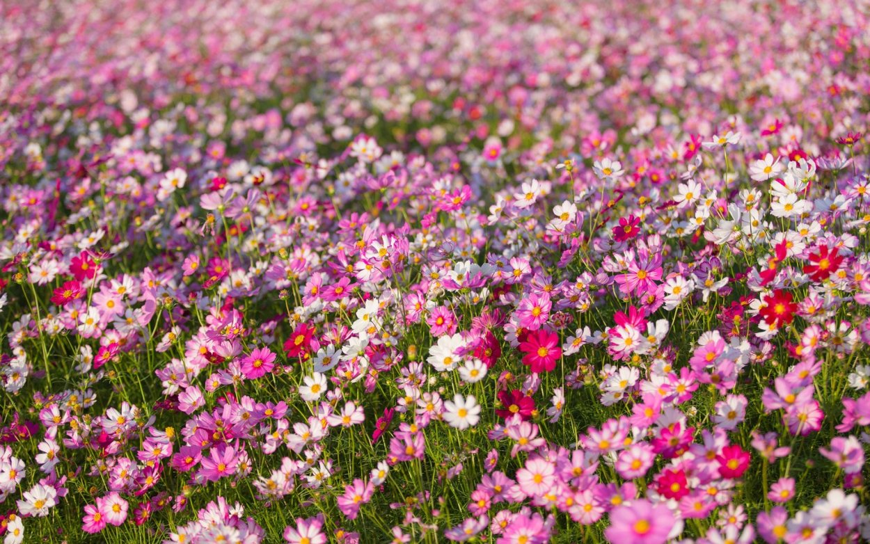 Космея Луговая