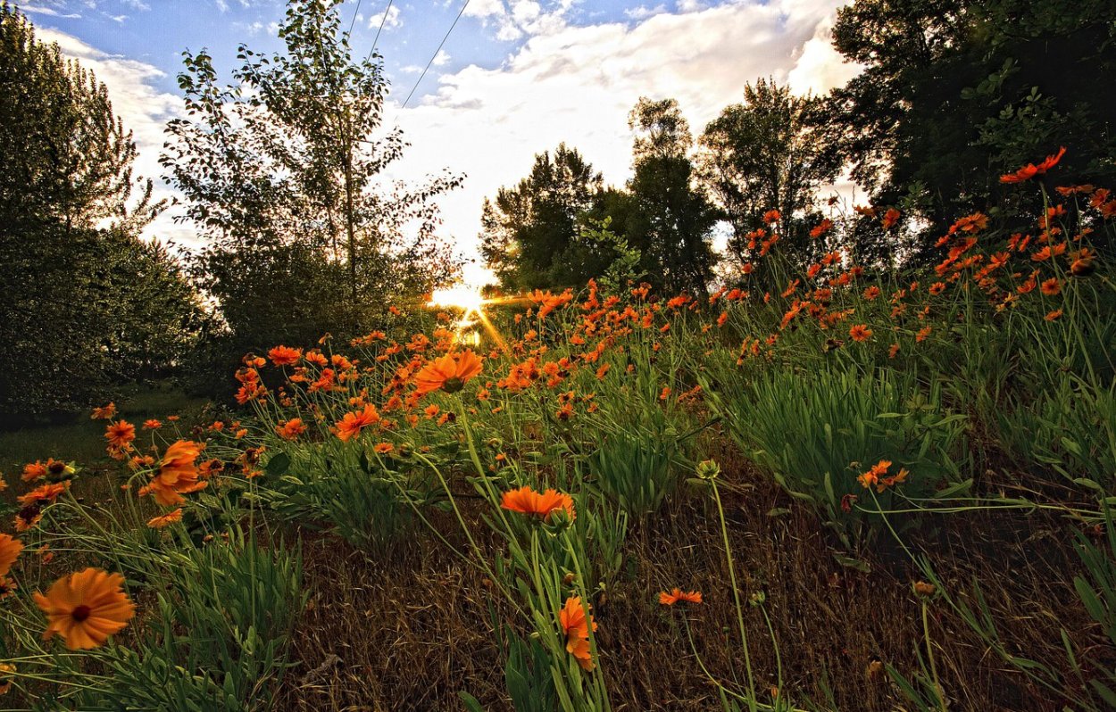 Полянка с цветочками
