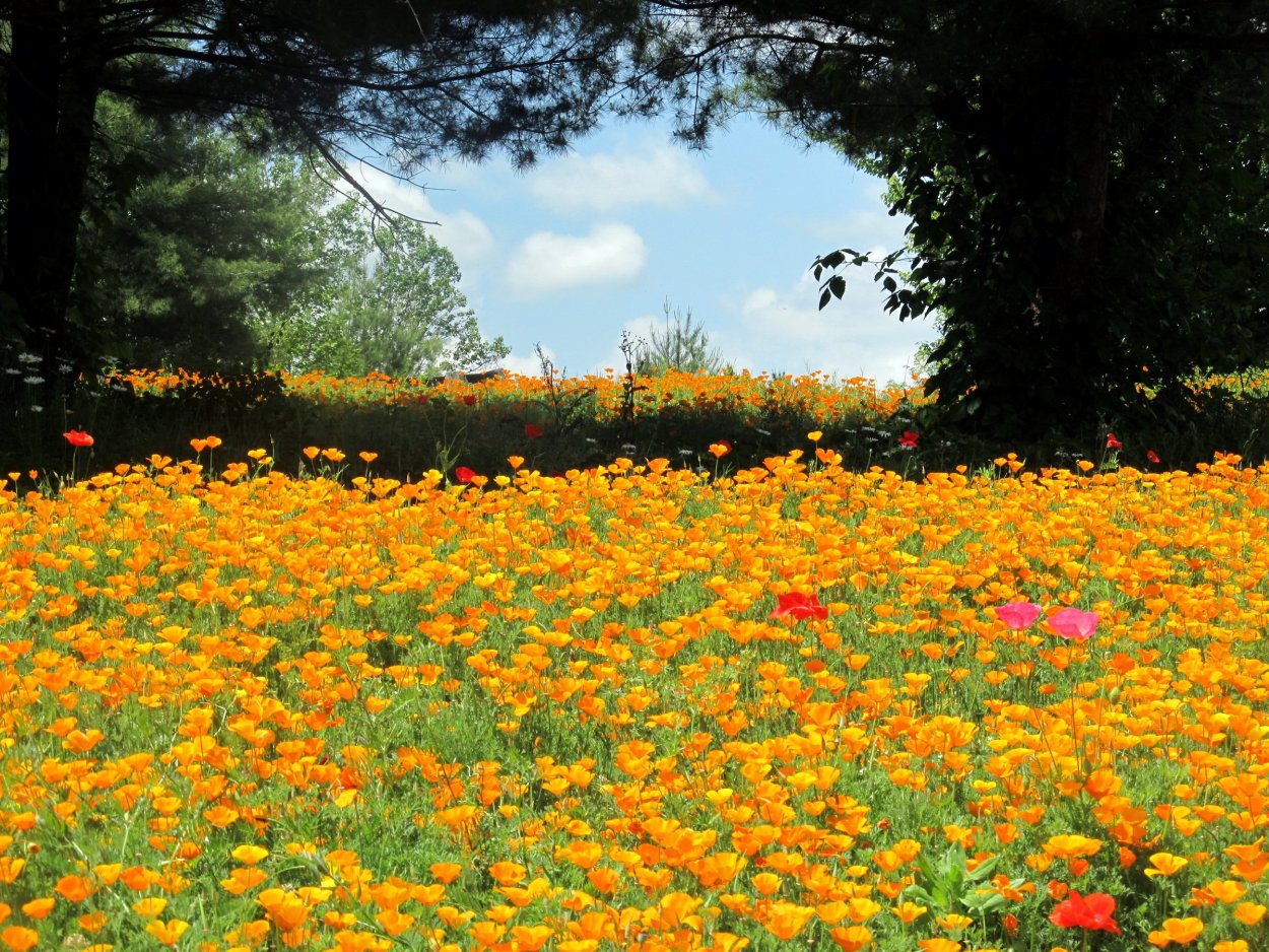 Красивая Цветущая Поляна