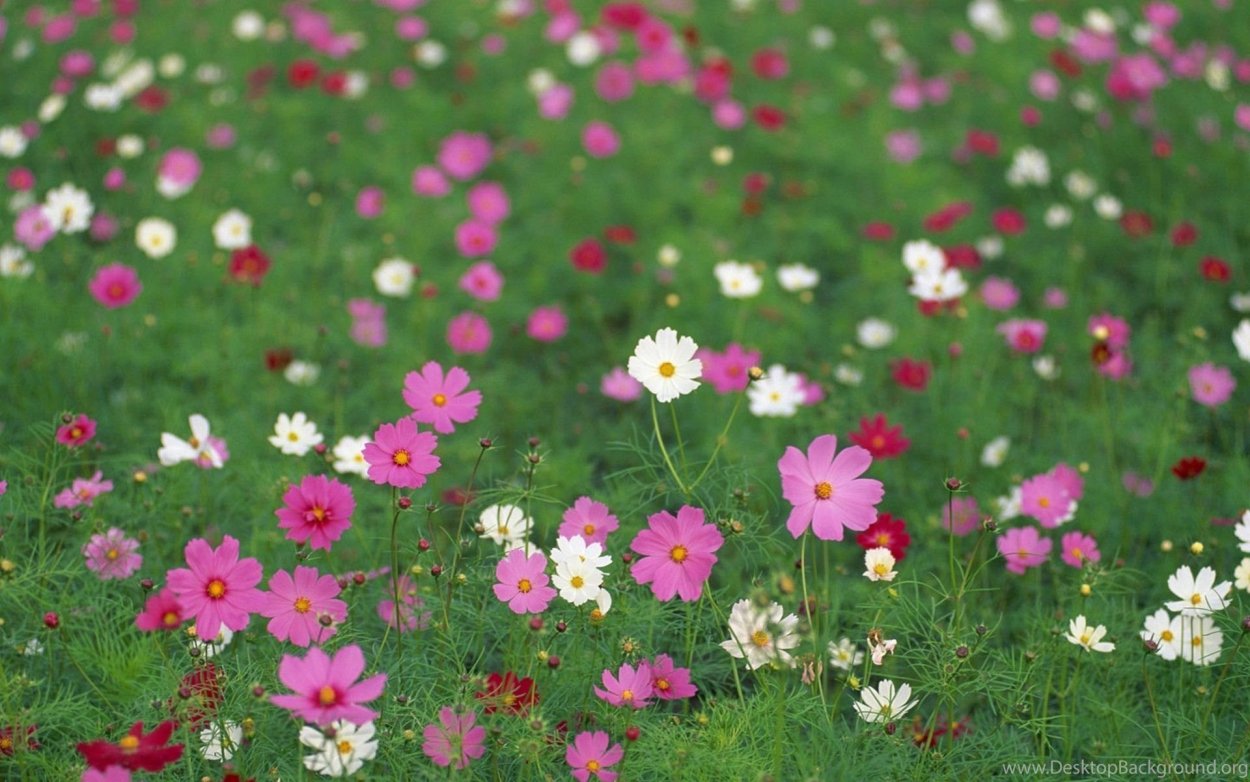 Цветочная Поляна