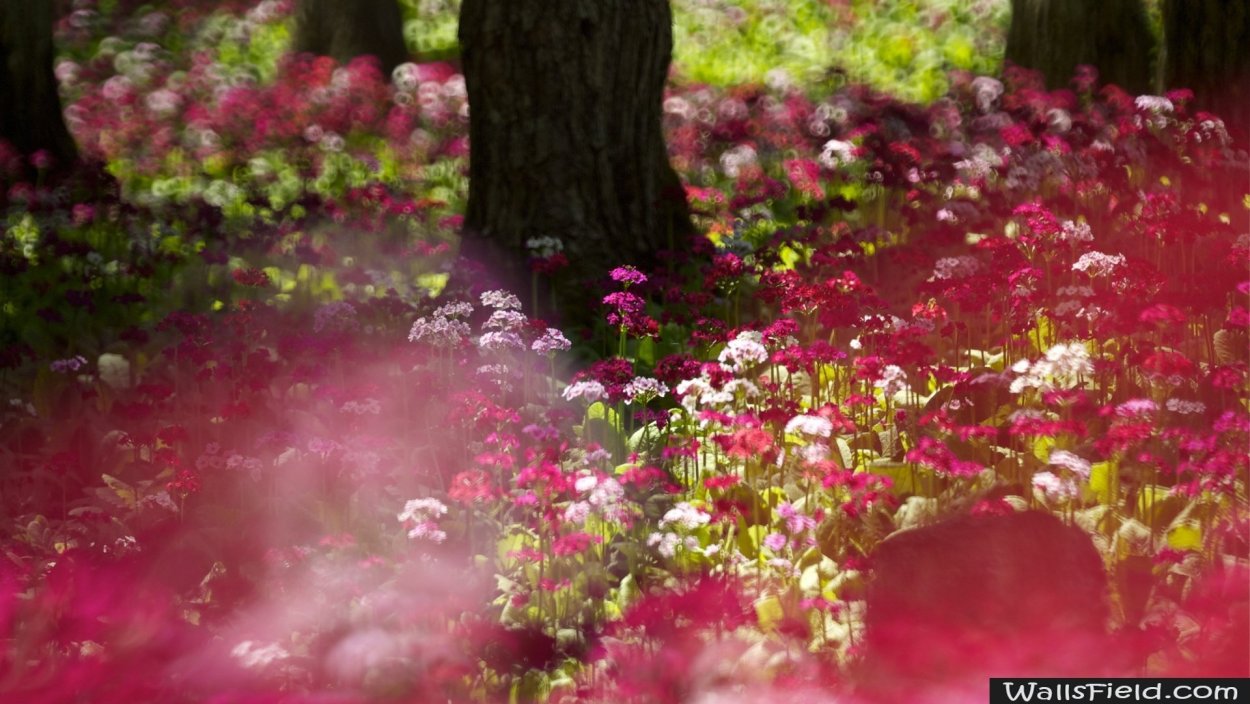 Розовые цветы в лесу