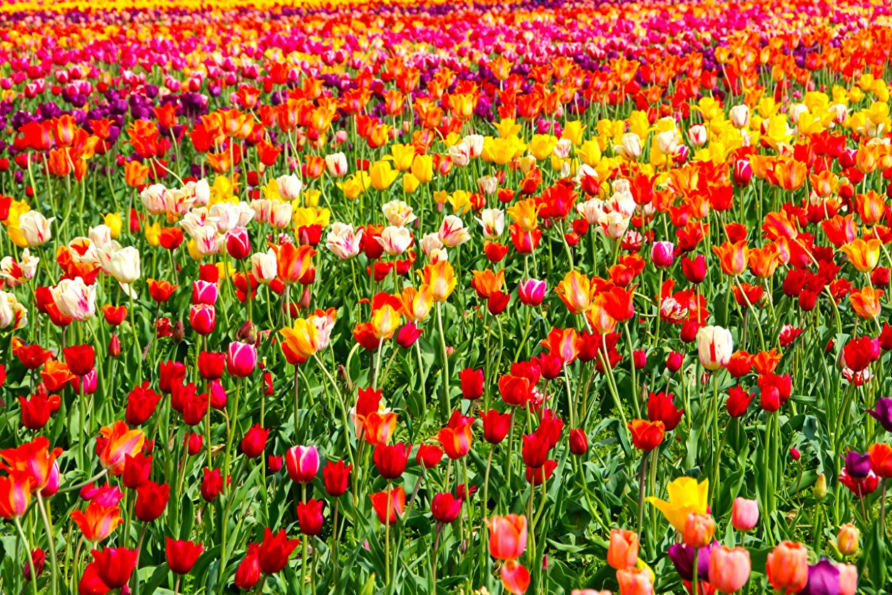 Луг с цветами арт