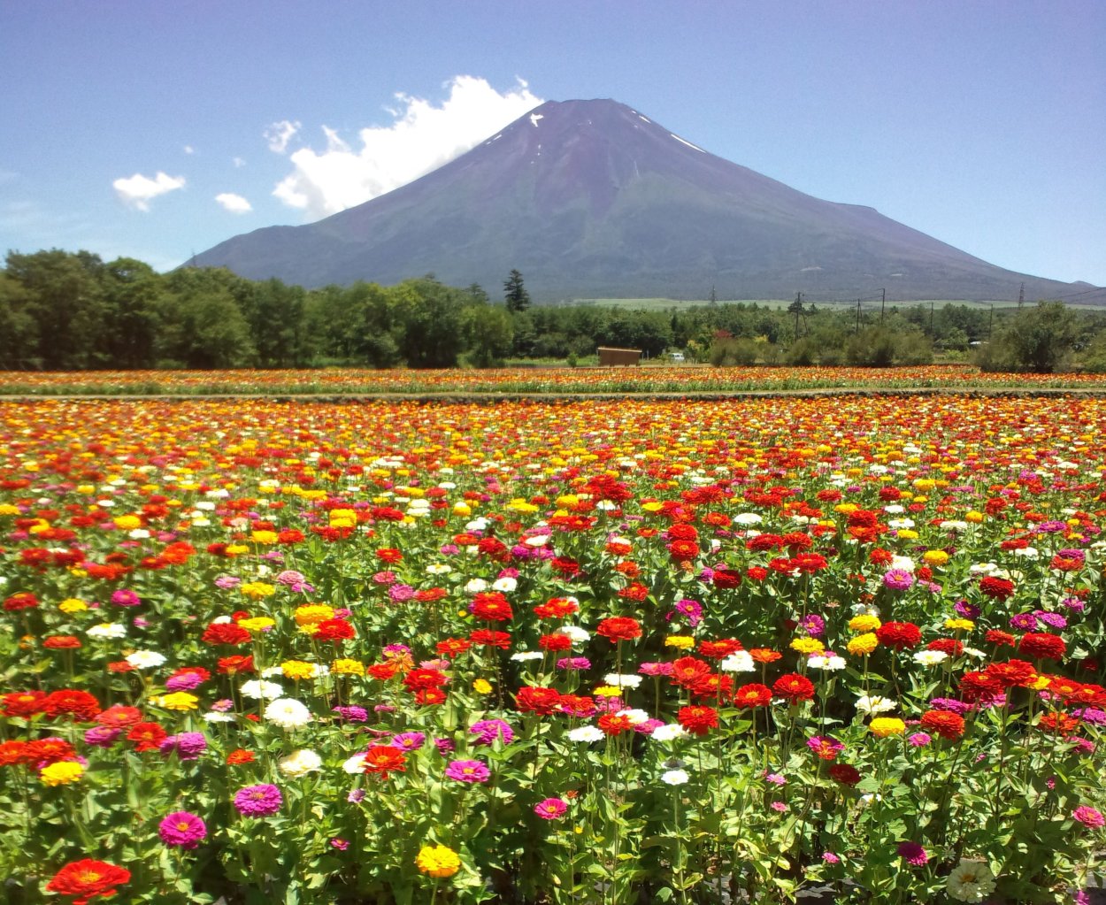Поляна с цветами Эстетика