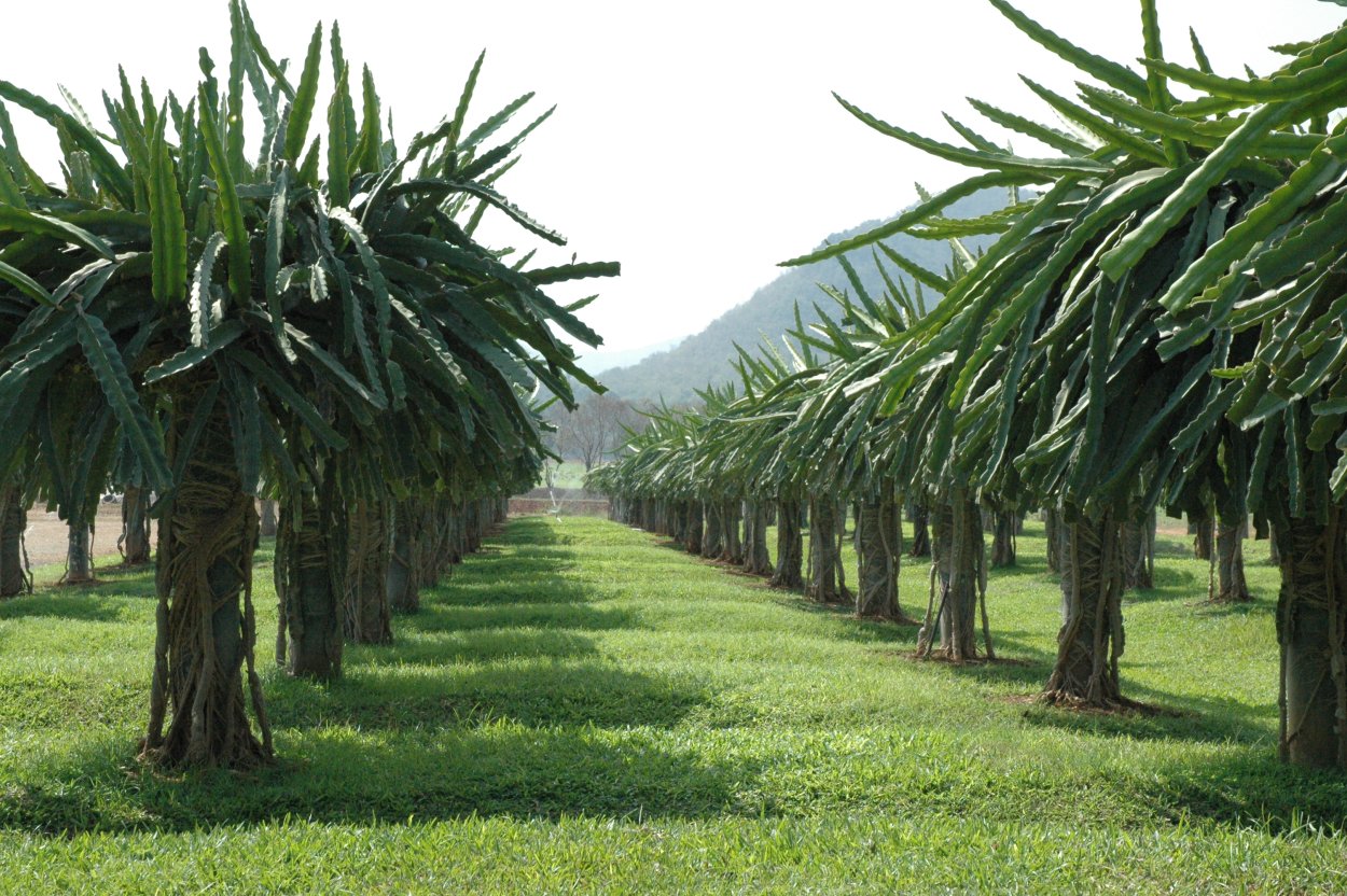 Лиана подобный Кактус питахайя
