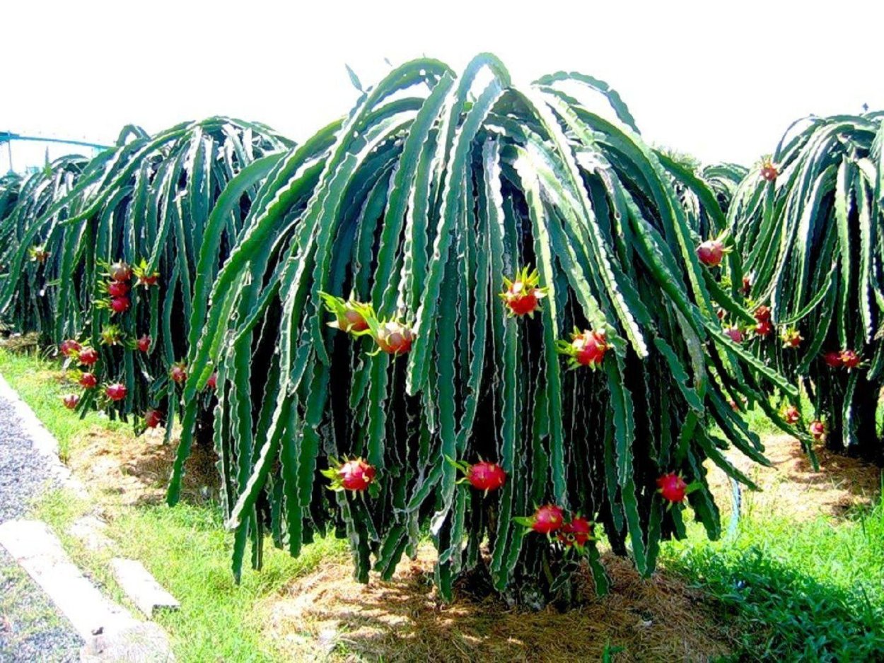 Паттайя Драконий фрукт