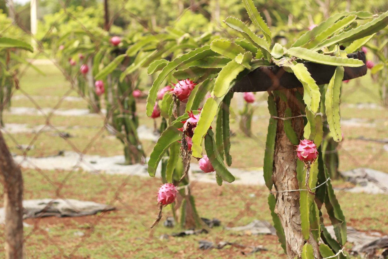 Голубая питахайя