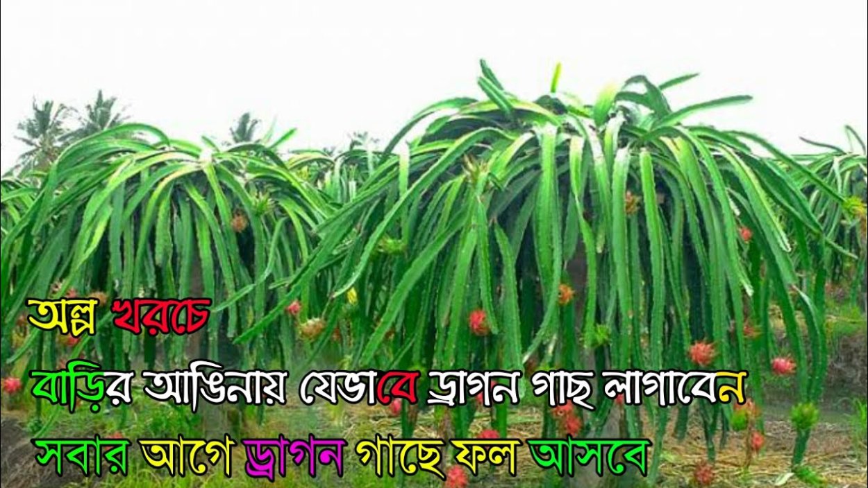 Гилоцереус трехгранный