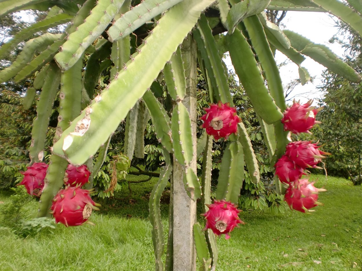 ВКУСВИЛЛ питахайя
