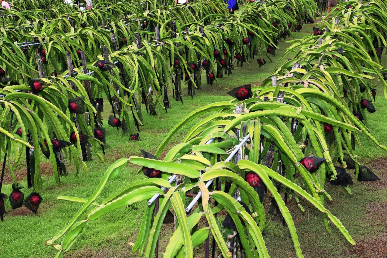 Китайский розовый фрукт