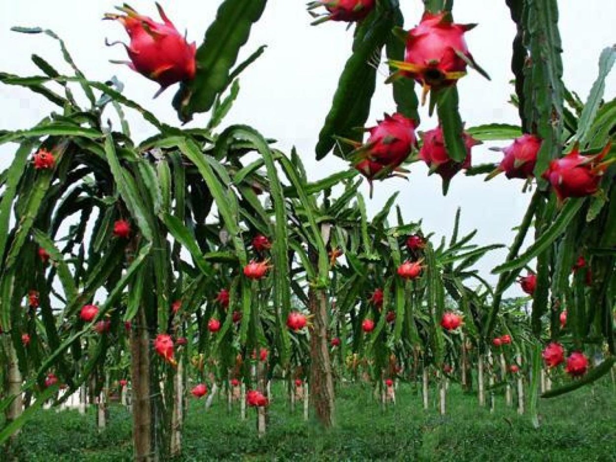 Питахайя фрукт