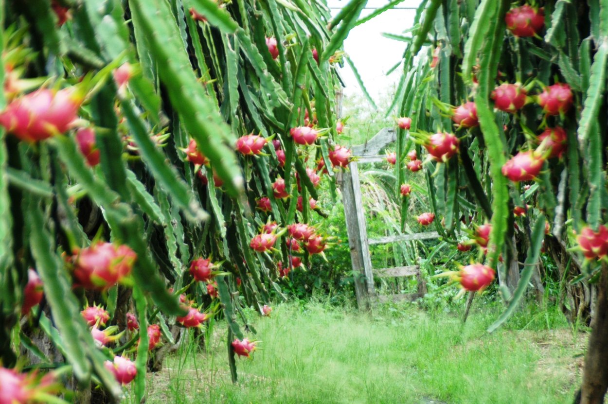 Питахайя Кинг