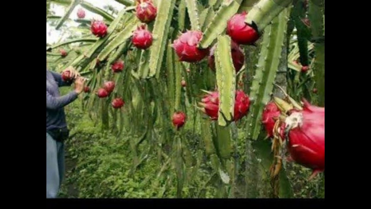 Питахайя плантации