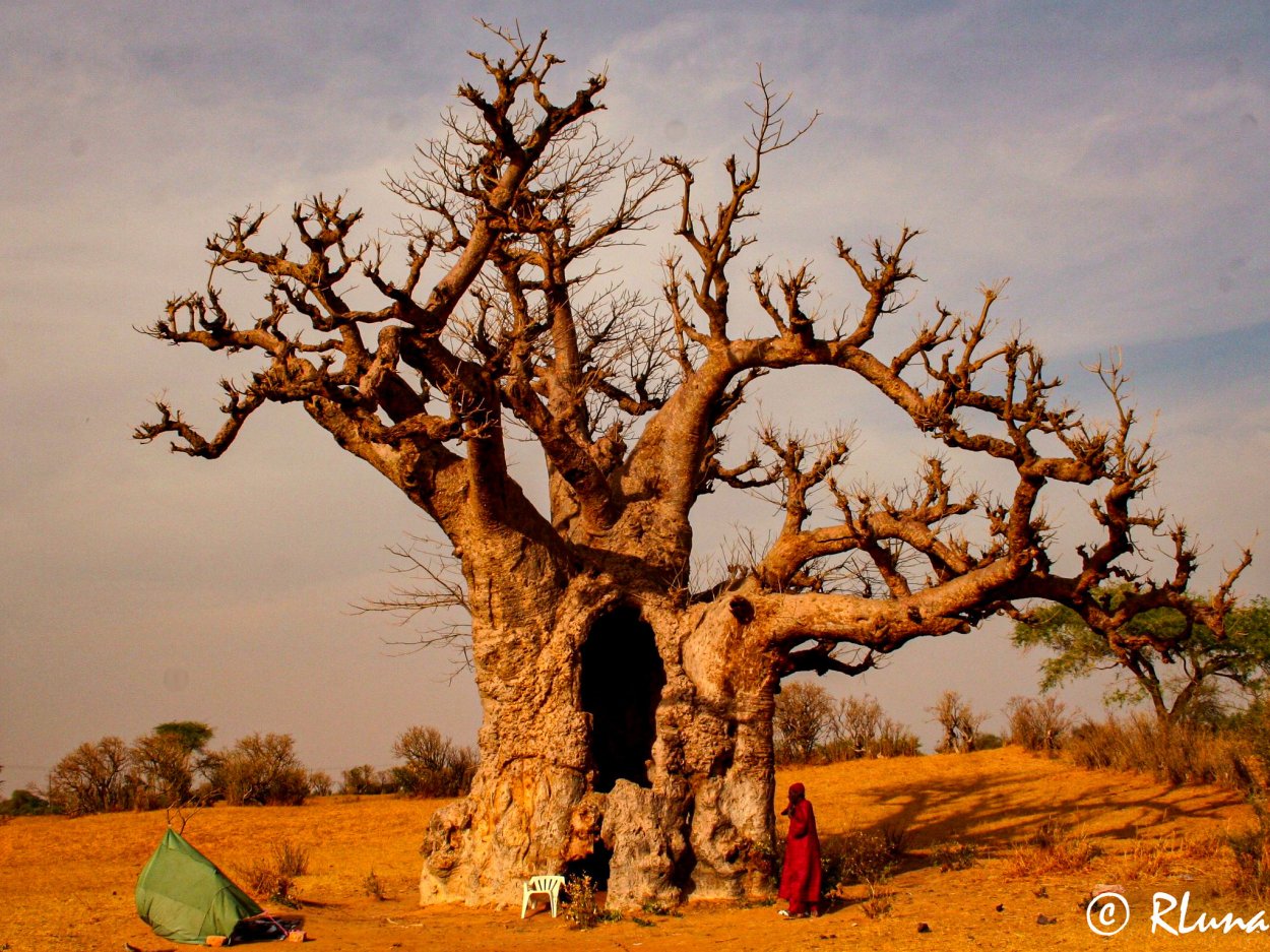 Баобаб и дуб