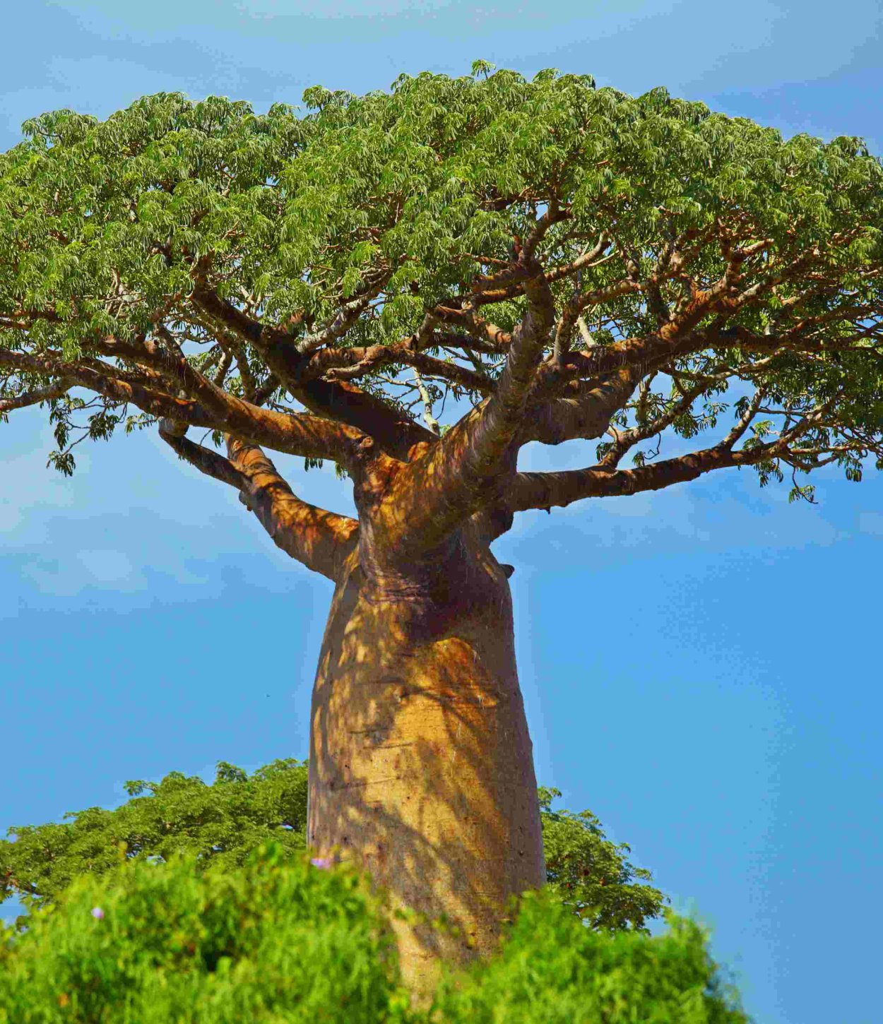 Танзания растения баобаб