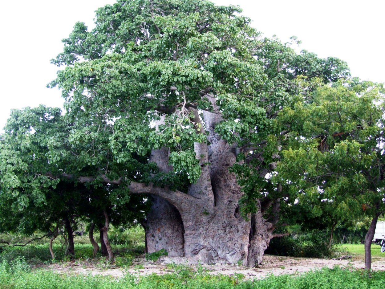Дерево с раскидистой кроной