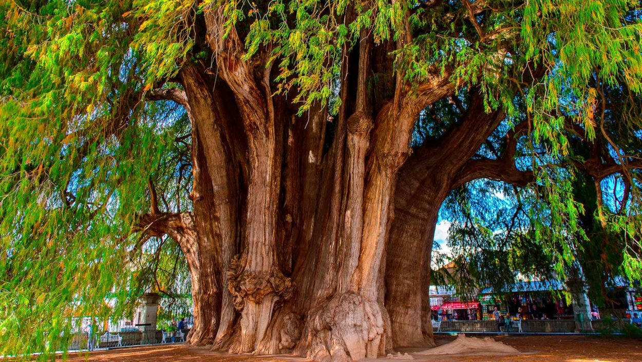 Колчанное дерево