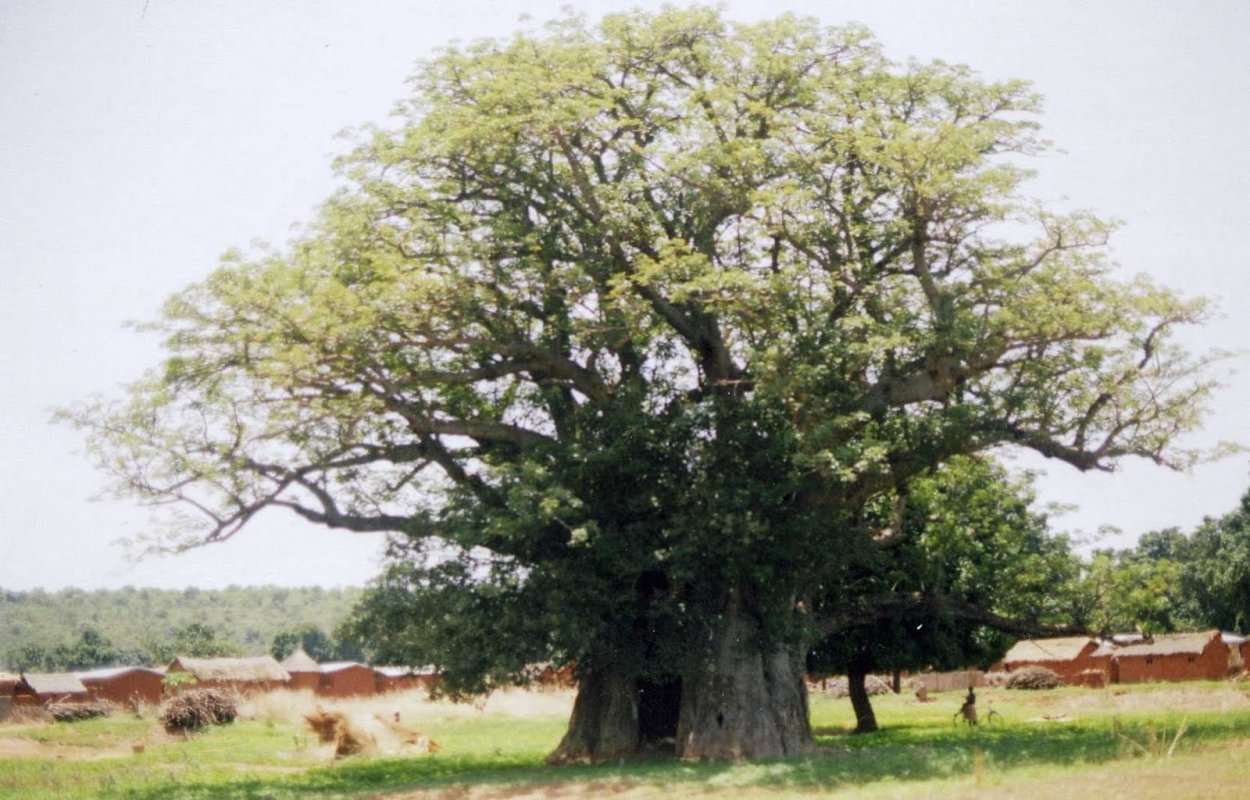 Причудливые деревья
