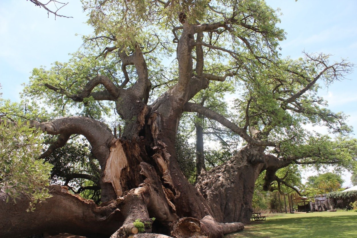 Адансония пальчатая (баобаб пальчатый)