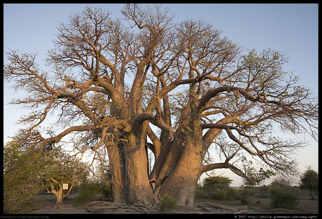 Мощный ствол дерева