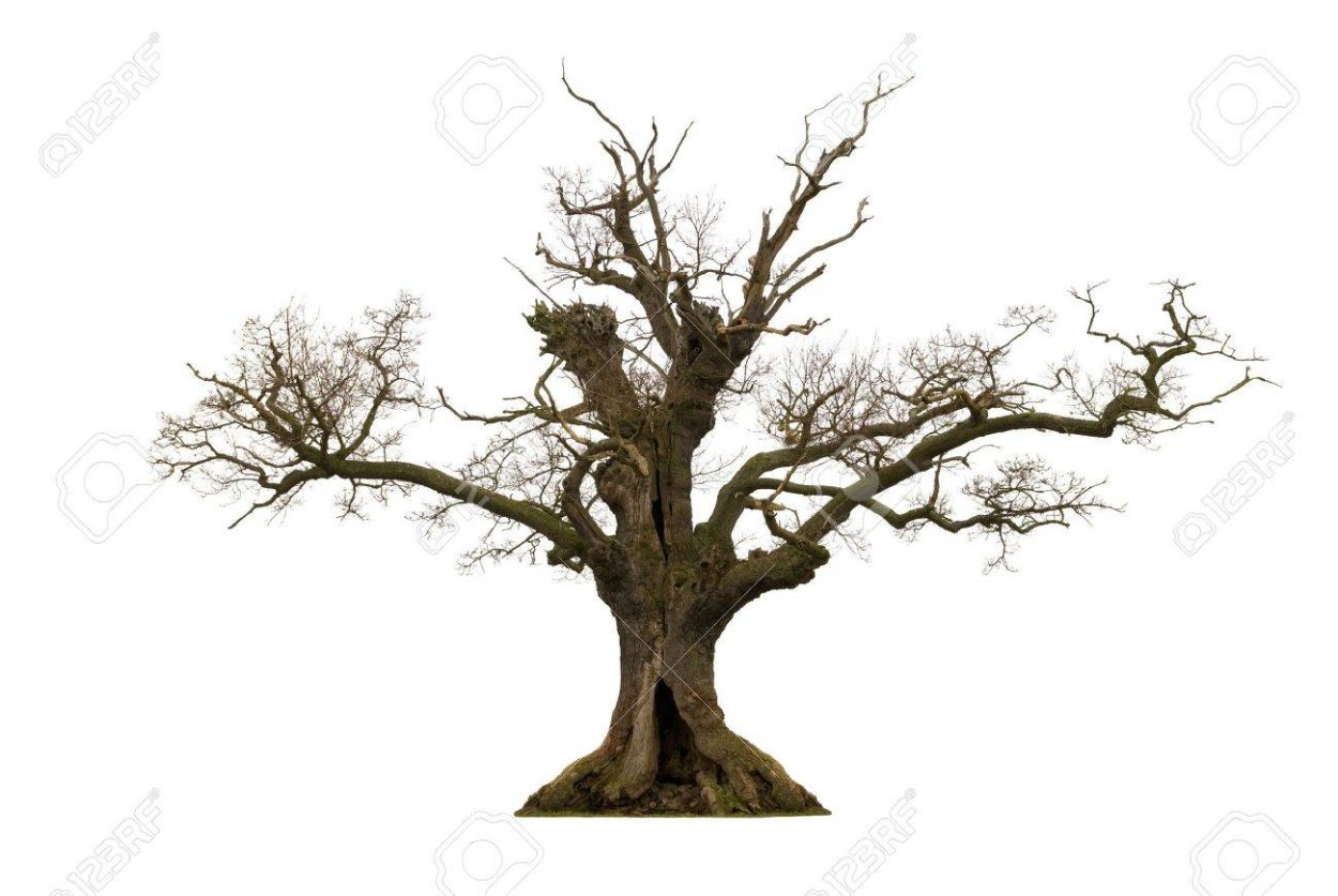 Извивающиеся деревья