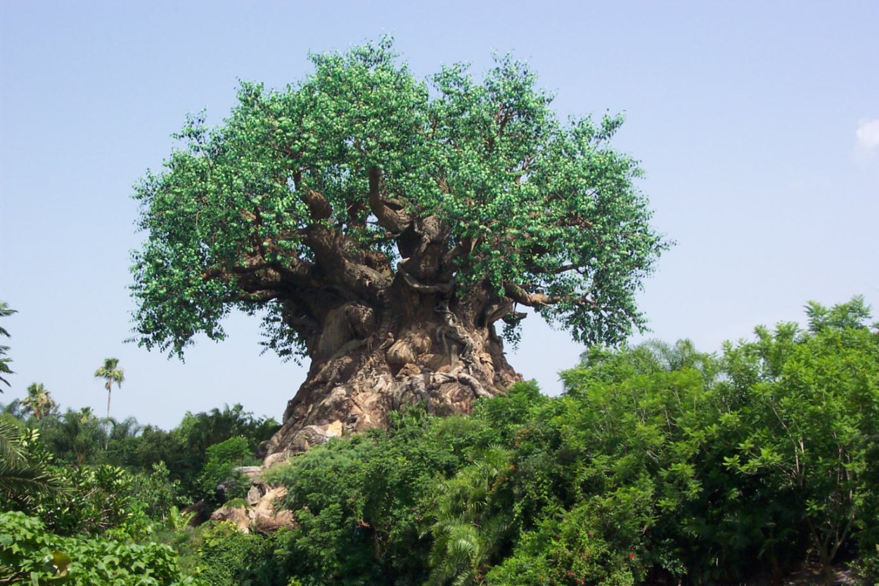 Корни баобаба