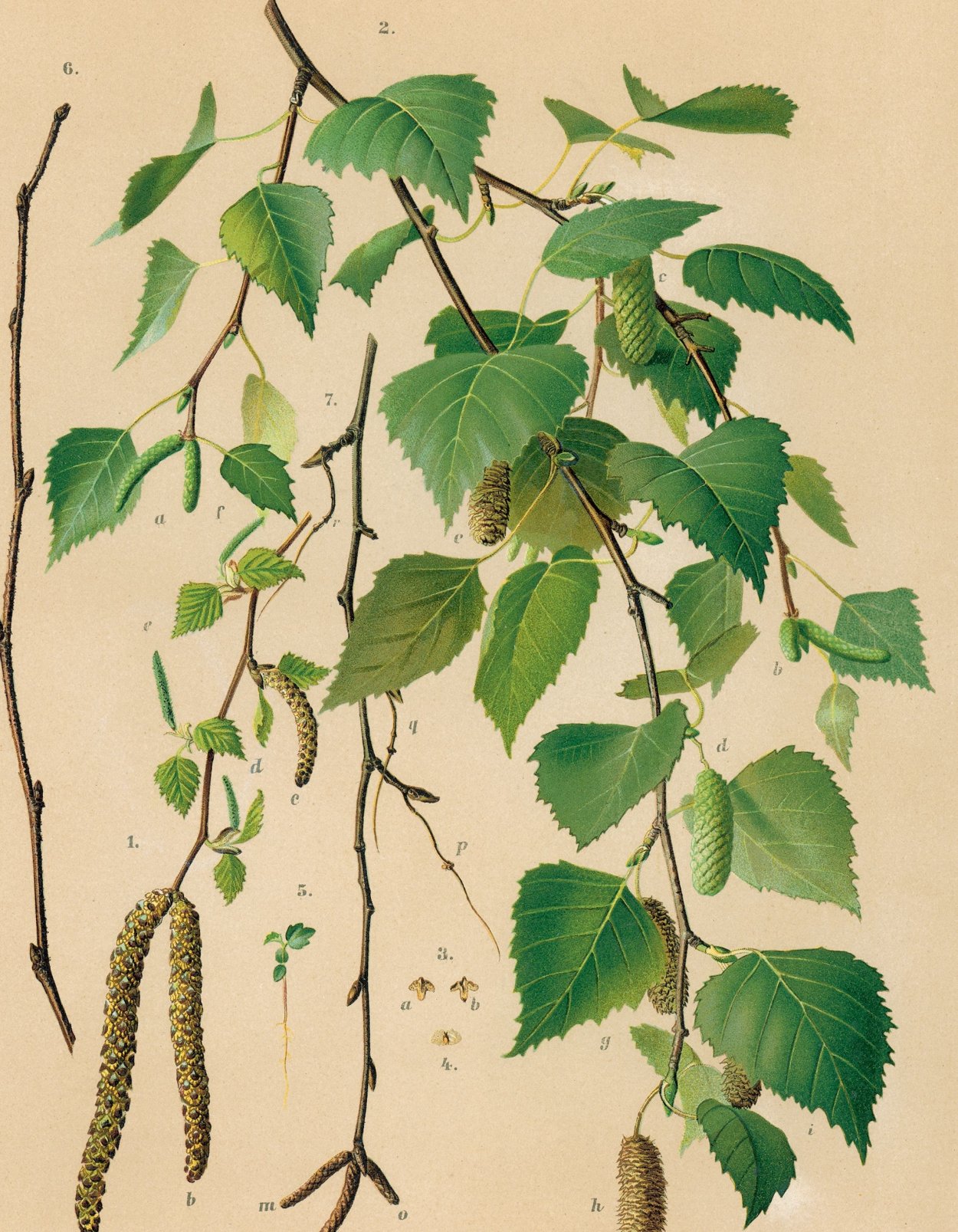 Береза повислая (бородавчатая)