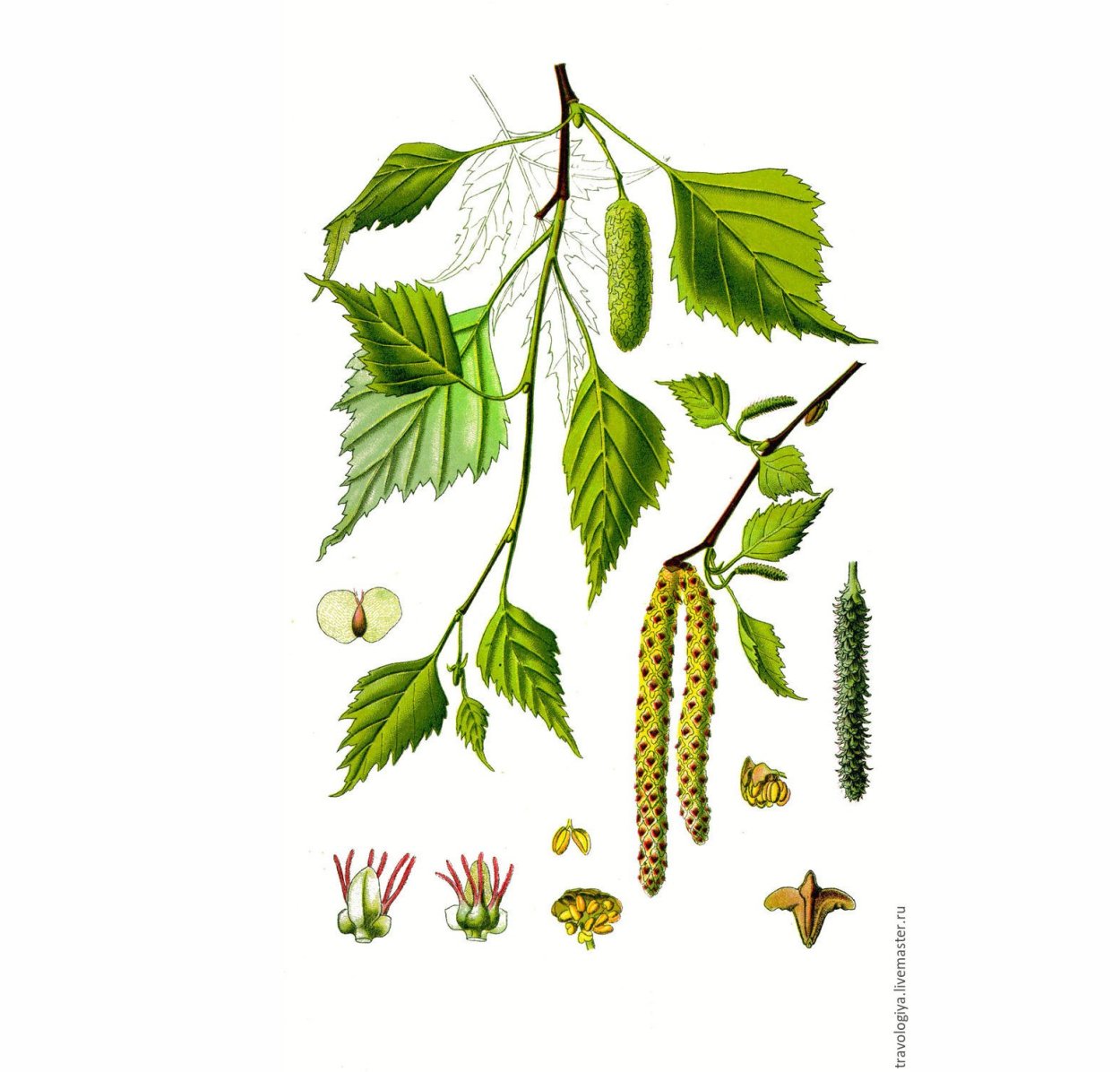Береза бумажная Betula papyrifera