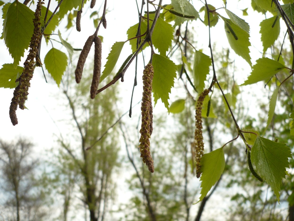 Betula pendula (verrucosa)