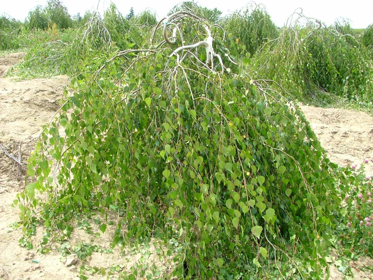 Береза повислая семена