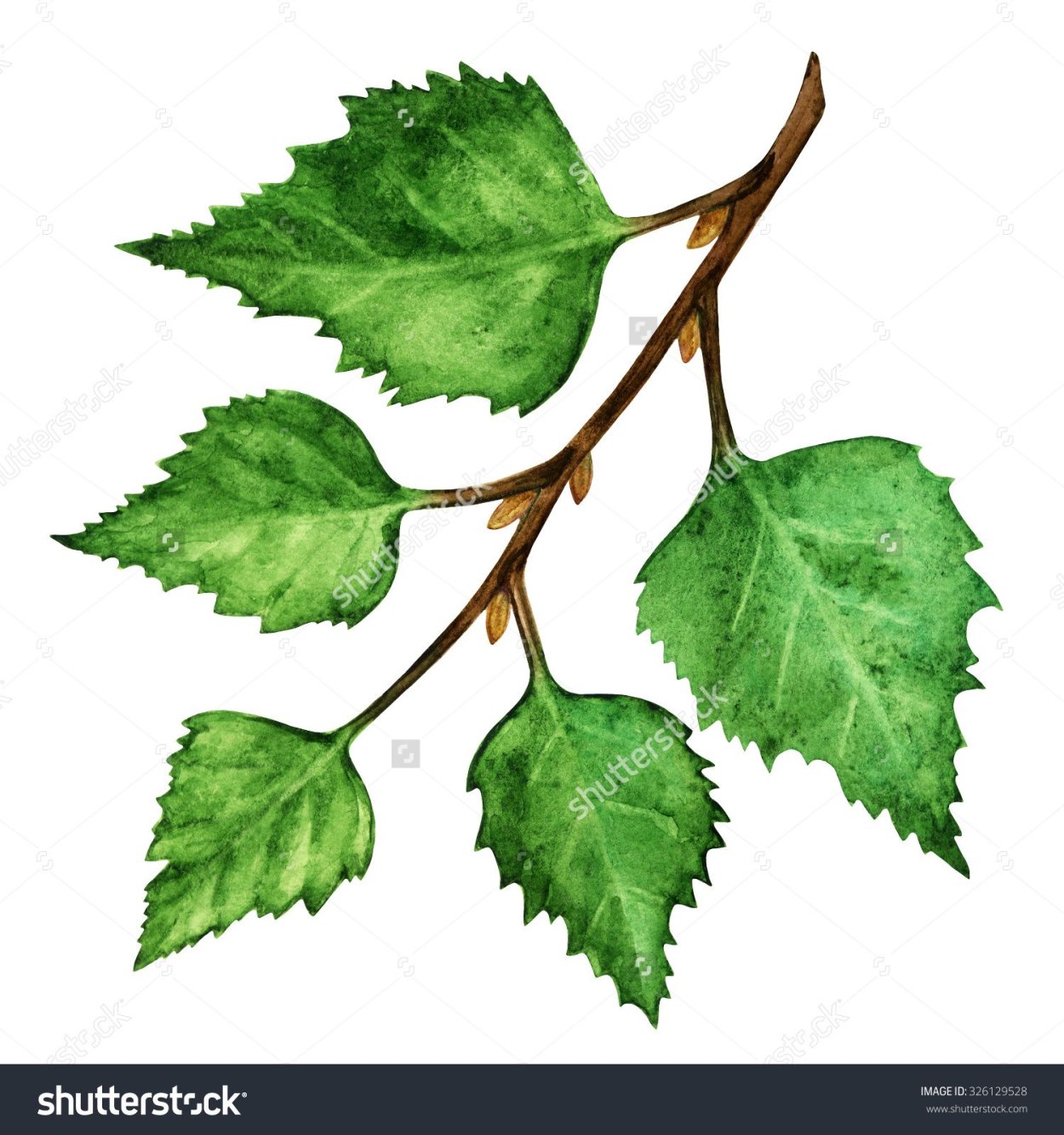 Ветвь березы на белом фоне