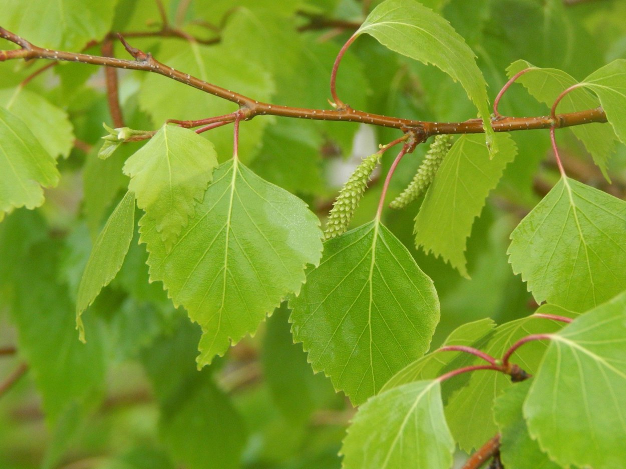 Betula populifolia